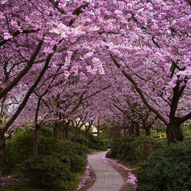 Spring ipad wallpaper hd mobile cherry blossom tree path in spring nature scene