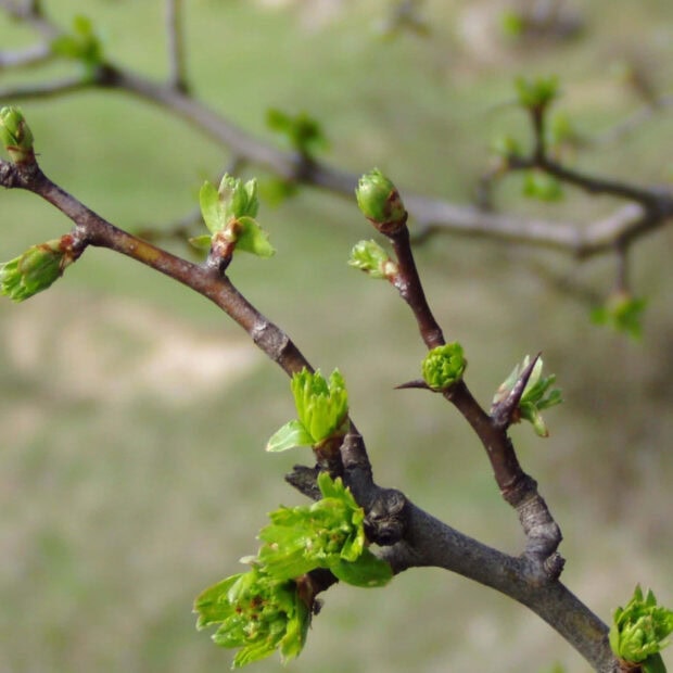 Spring ipad wallpaper hd mobile fresh spring buds growing on tree branches in early spring