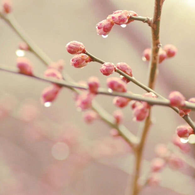 Spring ipad wallpaper hd mobile pink spring buds on branches with water droplets in soft focus background