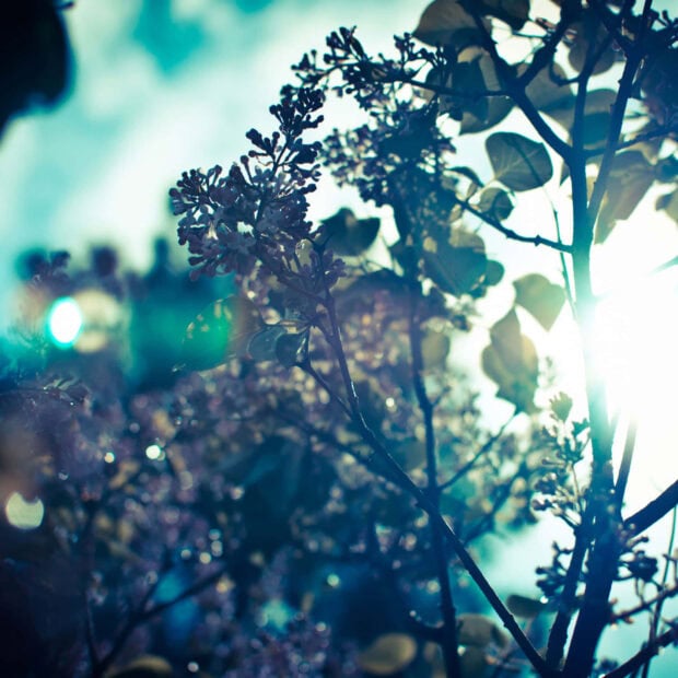 Spring ipad wallpaper hd mobile purple lilac bloom glowing under sunlight in springtime breeze