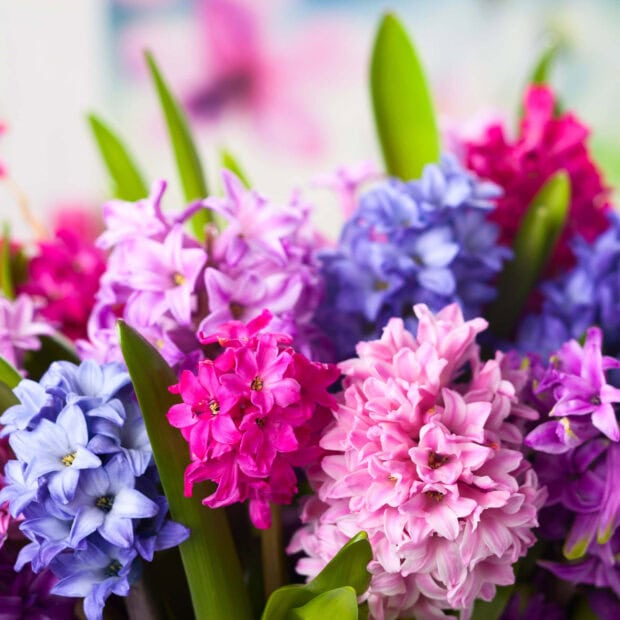 Spring ipad wallpaper hd mobile vibrant spring flowers blooming with fresh green leaves and colorful petals