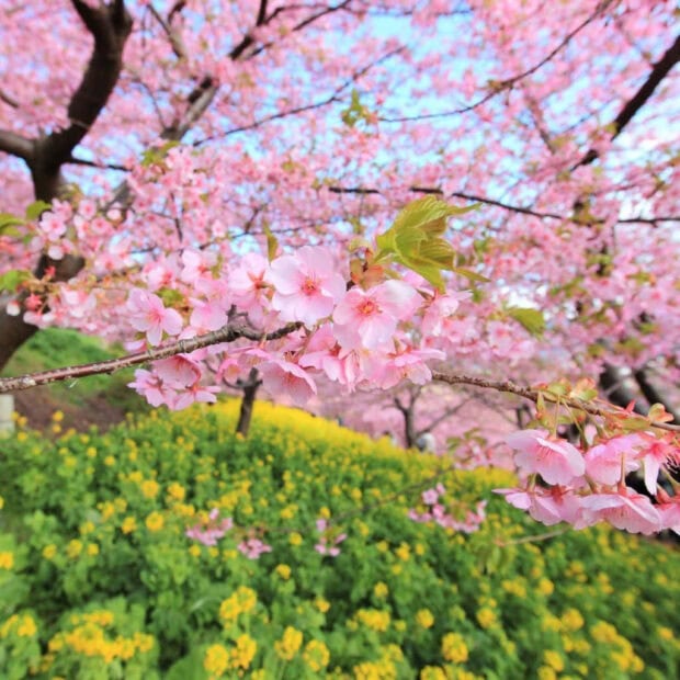 Spring ipad wallpaper laptop cherry blossom trees with vibrant spring flowers blooming in a green field