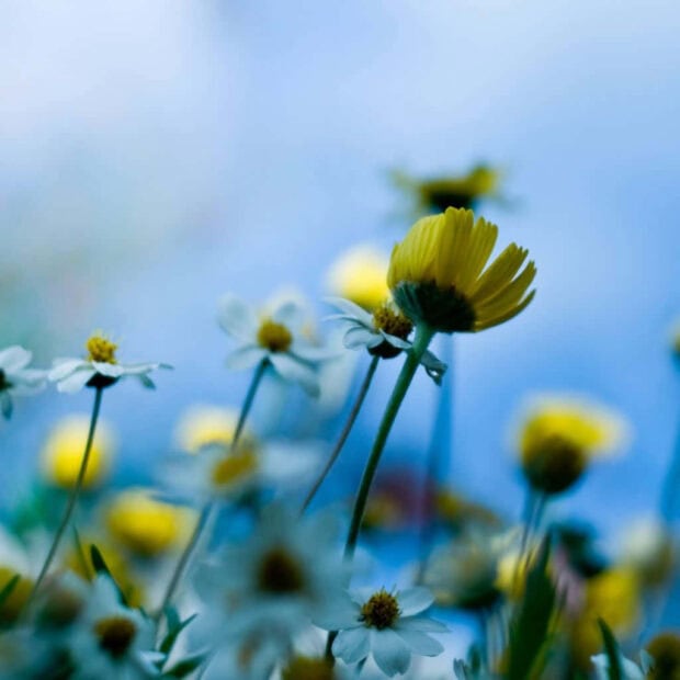 Spring ipad wallpaper laptop yellow daisies blooming under a clear blue sky in springtime
