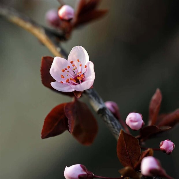 Spring ipad wallpaper mobile close up of spring blossom on a branch with reddish leaves