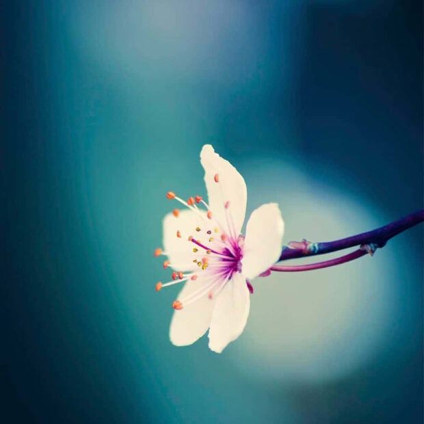 Spring ipad wallpaper mobile close up of spring blossom on a thin branch against a soft blue background