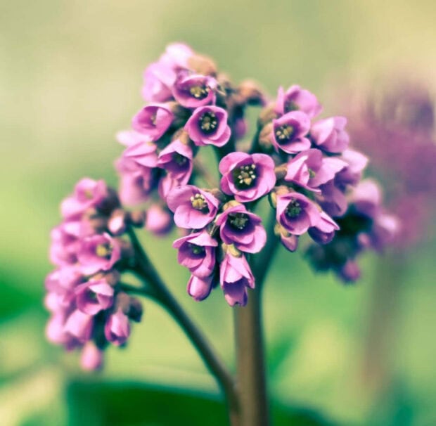 Spring ipad wallpaper mobile close up of spring flowers blooming in soft green surroundings