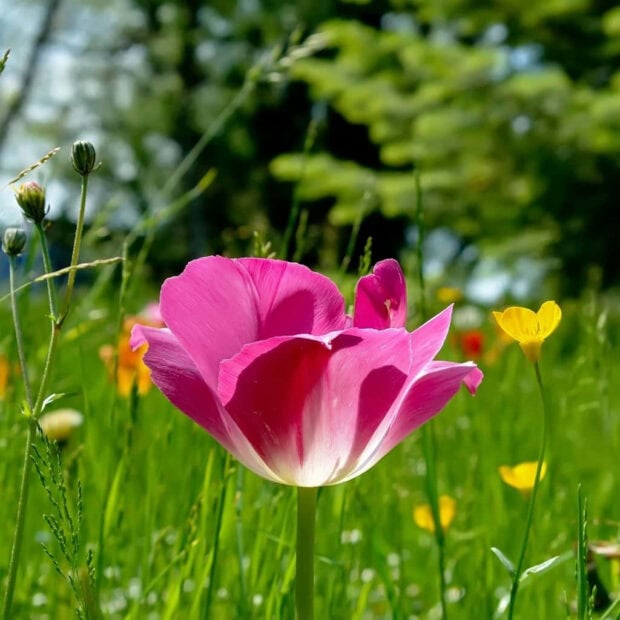 Spring ipad wallpaper mobile pink flower blooming in spring surrounded by green grass and colorful wildflowers
