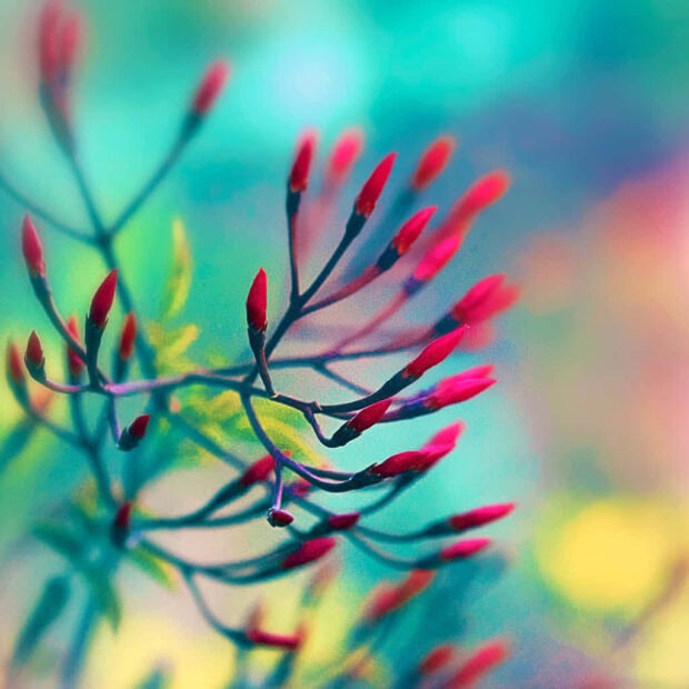 Spring ipad wallpaper mobile red flower buds in spring nature close up with blurred colorful background