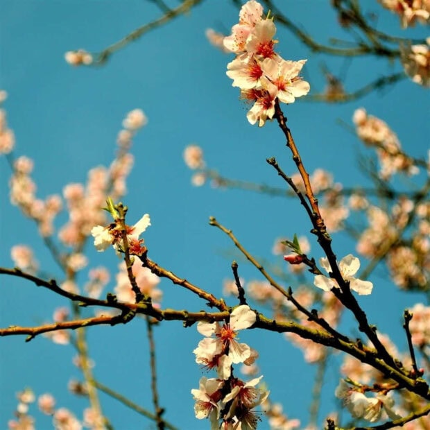 Spring ipad wallpaper mobile spring blossoms on tree branches against a clear blue sky