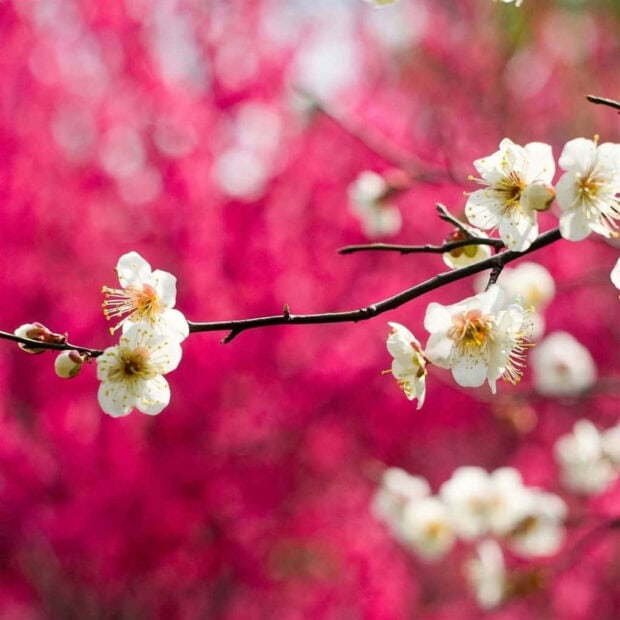 Spring ipad wallpaper mobile white plum blossoms bloom on a branch in spring