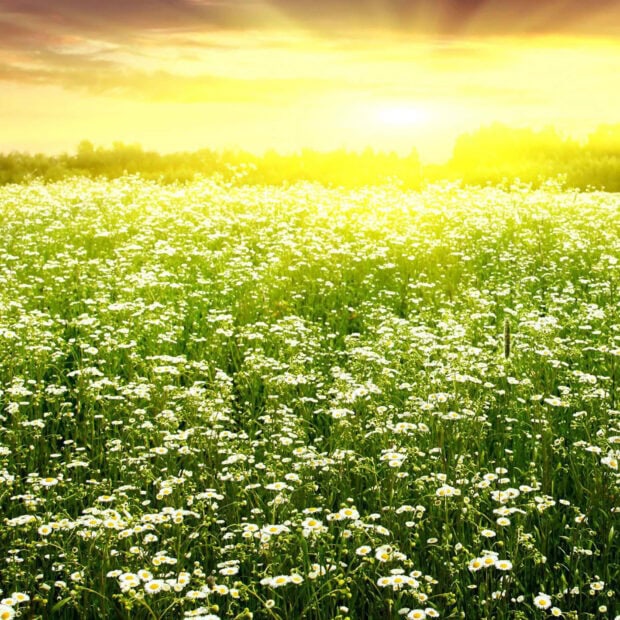 Spring laptop wallpaper hd laptop a spring field filled with daisies under a bright sunny sky