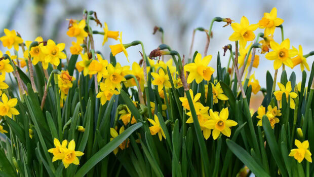 spring laptop wallpaper