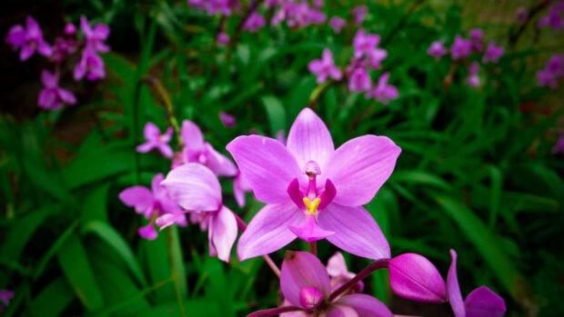 Spring laptop wallpaper hd laptop close up of orchid spring blossom with green leaves in the background