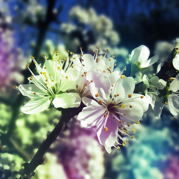Spring laptop wallpaper hd laptop close up of spring blossoms on a tree branch with soft colorful bokeh background