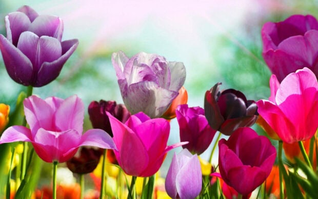 Spring laptop wallpaper hd laptop colorful spring tulip flowers blooming in a vibrant garden
