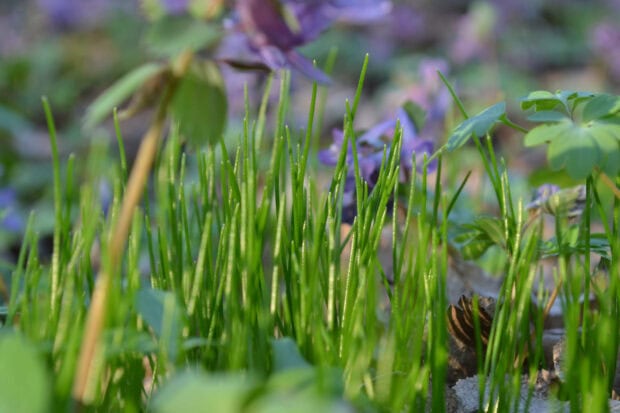 Spring laptop wallpaper hd laptop fresh spring grass with purple flowers in a natural garden setting