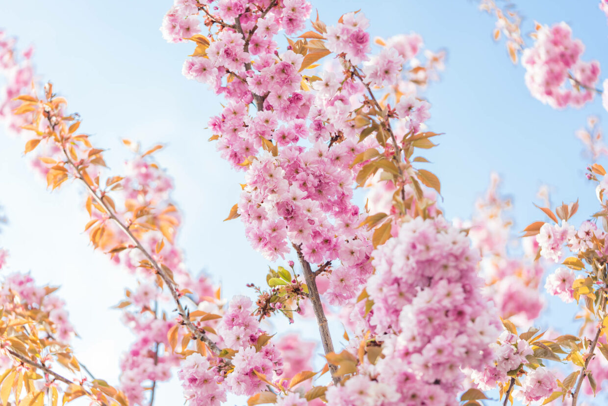 Spring Laptop Wallpaper - PixelsTalk