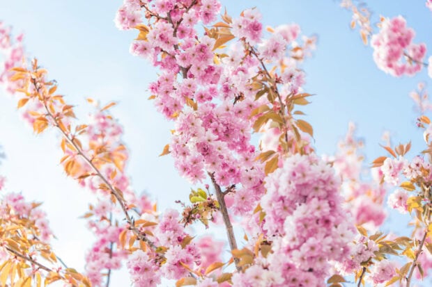 Spring laptop wallpaper hd laptop pink cherry blossom branches in spring season under clear blue sky