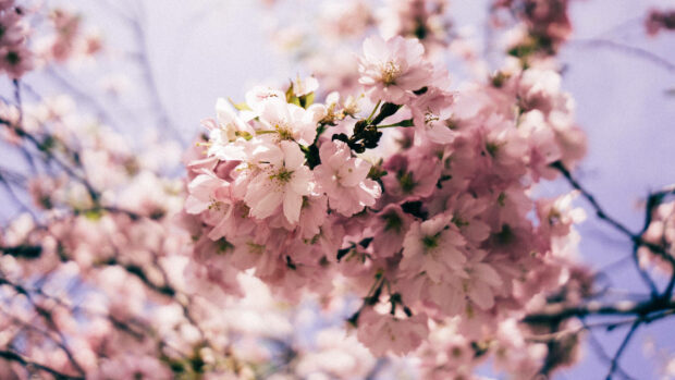 Spring laptop wallpaper hd laptop pink cherry blossoms bloom in spring sunlight on a clear sky background