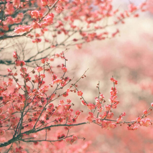Spring laptop wallpaper hd laptop pink cherry blossoms blooming in spring season on tree branches
