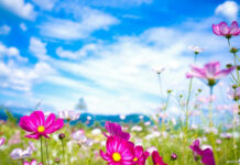 Spring laptop wallpaper hd laptop pink flowers blooming in spring under a bright blue sky with white clouds