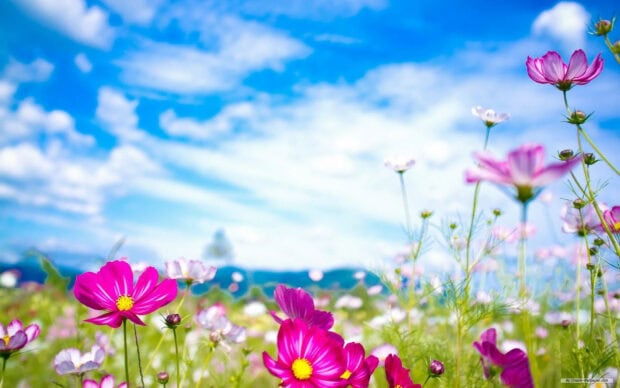 Spring laptop wallpaper hd laptop pink flowers blooming in spring under a bright blue sky with white clouds