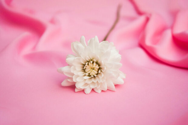 Spring laptop wallpaper hd laptop white chrysanthemum on pink fabric showing spring bloom