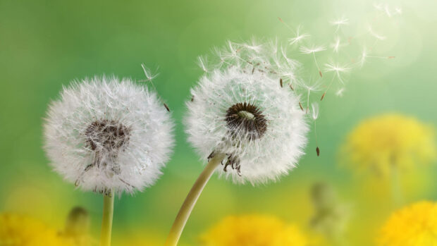 Spring laptop wallpaper hd laptop white dandelion seeds flying in the spring breeze