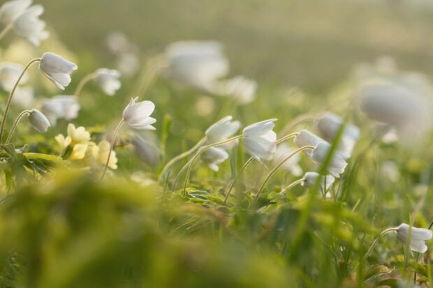 Spring laptop wallpaper hd laptop white spring flowers blooming in a field of green grass