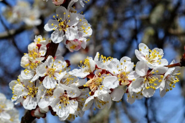 Spring laptop wallpaper hd laptop white spring flowers blooming on tree branches in clear sky background