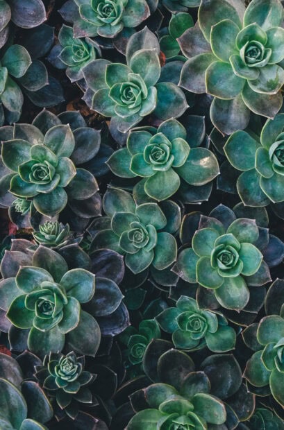 Spring laptop wallpaper hd phone close up view of succulent plants in spring season