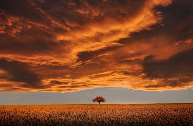 Spring laptop wallpaper laptop a solitary tree stands in a vast field under dramatic spring clouds