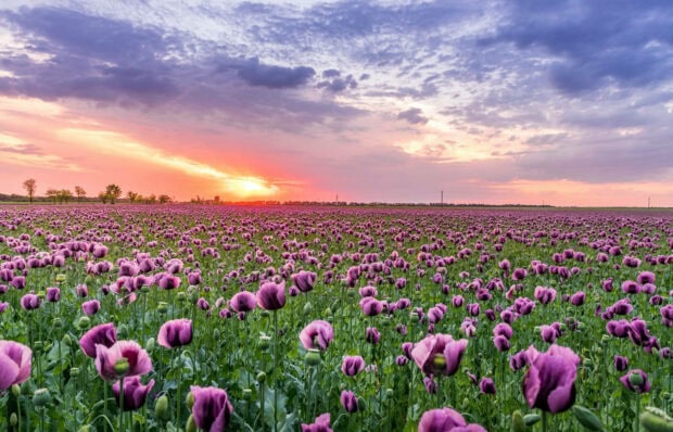 Spring laptop wallpaper laptop a vast field of purple flowers under a colorful spring sunset sky