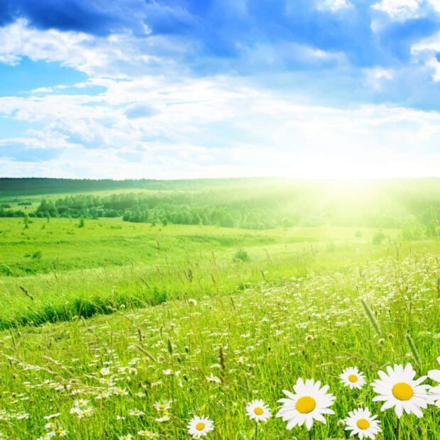 Spring laptop wallpaper laptop a vibrant spring meadow with daisies under a bright blue sky and sunlight