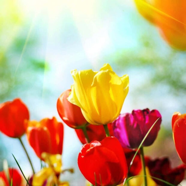 Spring laptop wallpaper laptop bright yellow tulip surrounded by red and purple tulips in a spring garden