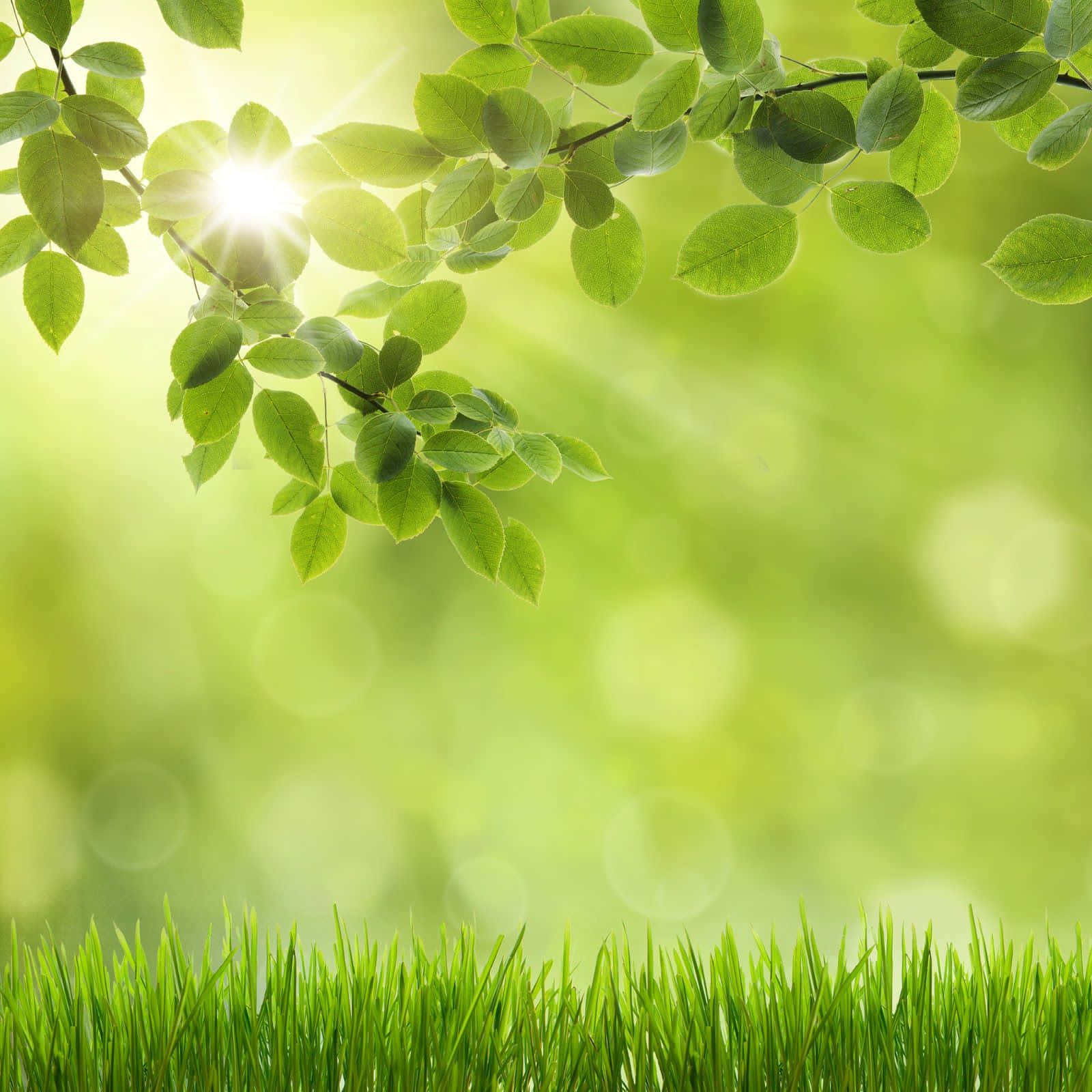 Spring Laptop Wallpaper - PixelsTalk