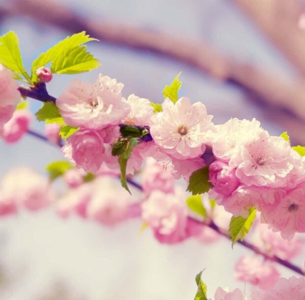 Spring laptop wallpaper laptop pink cherry blossoms branch with fresh green leaves in spring bloom