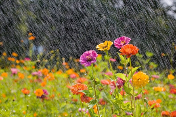 Spring rain wallpaper desktop colorful spring flowers blooming under the spring rain in a vibrant garden