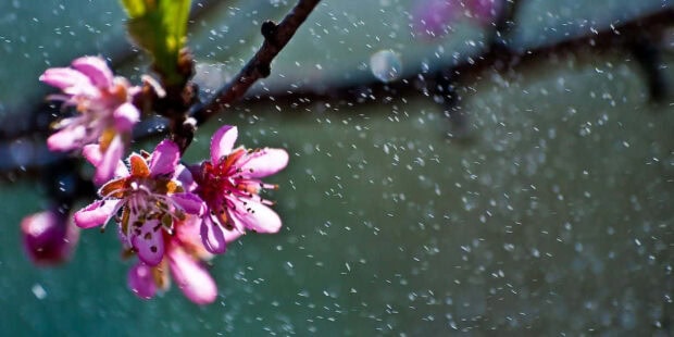 spring rain wallpaper