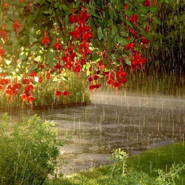 Spring rain wallpaper desktop red fuchsia flowers hanging in spring rain with lush green leaves and wet pathway