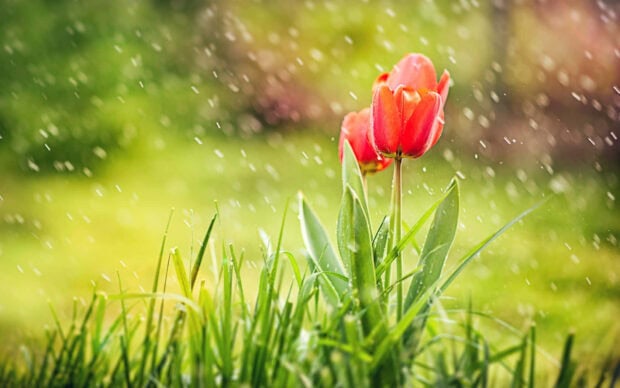 Spring rain wallpaper desktop red tulip blooming in spring rain surrounded by fresh green grass
