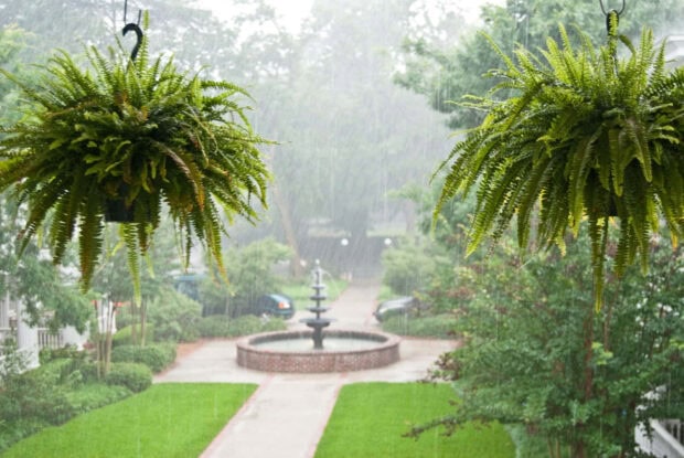 Spring rain wallpaper desktop two hanging ferns shine brightly in spring rain amidst a green garden with a fountain
