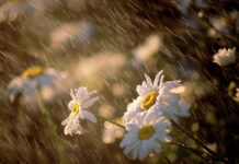 Spring rain wallpaper desktop white daisies blooming in spring rain droplets on green stems