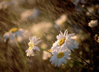 Spring rain wallpaper desktop white daisies blooming in spring rain droplets on green stems