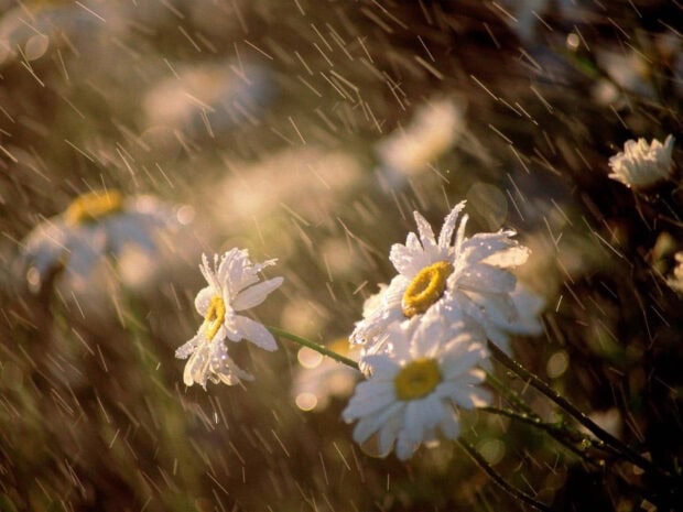 Spring rain wallpaper desktop white daisies blooming in spring rain droplets on green stems
