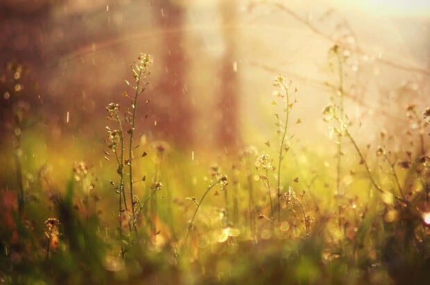 Spring rain wallpaper desktop wild plants growing in spring rain with soft sunlight in the background
