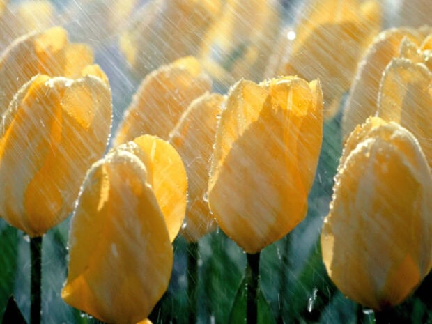 Spring rain wallpaper desktop yellow tulips in spring rain showing fresh nature and spring rain