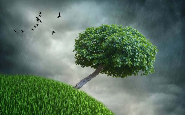 Spring rain wallpaper hd desktop a lone tree stands on a grassy hill during spring rain