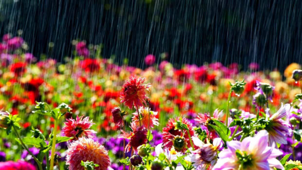 Spring rain wallpaper hd desktop colorful flowers bloom during spring rain in a vibrant garden scene