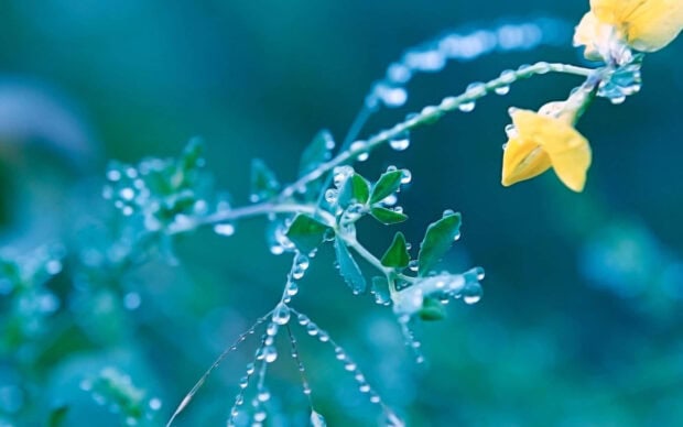 Spring rain wallpaper hd desktop delicate spring rain drops clinging to green leaves and a yellow flower in nature